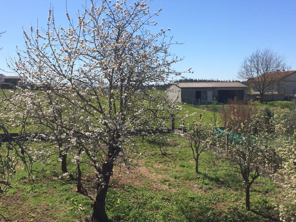 Pension Avenida O Pedrouzo Dış mekan fotoğraf